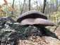 Kései laskagomba (Pleurotus ostreatus), Budai-hegység